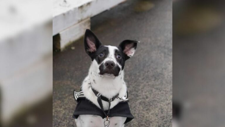 blind dog
