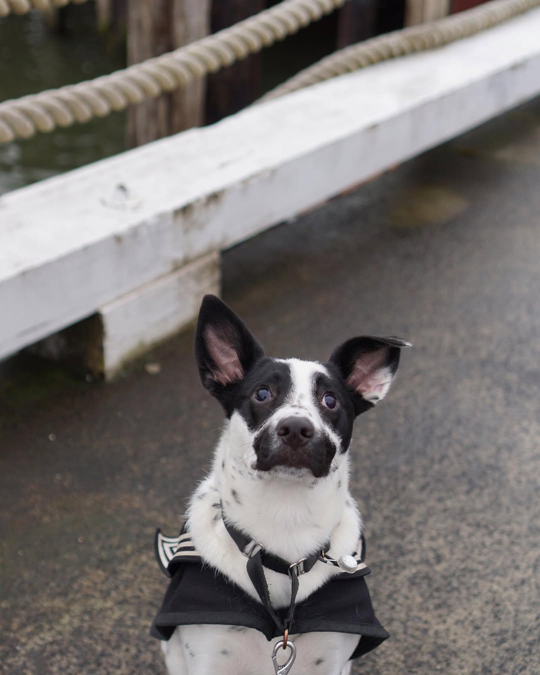 Blind dog