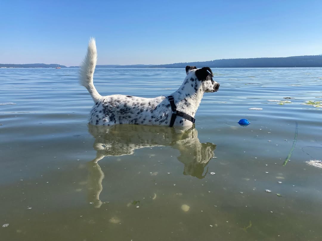 Blind dog in water