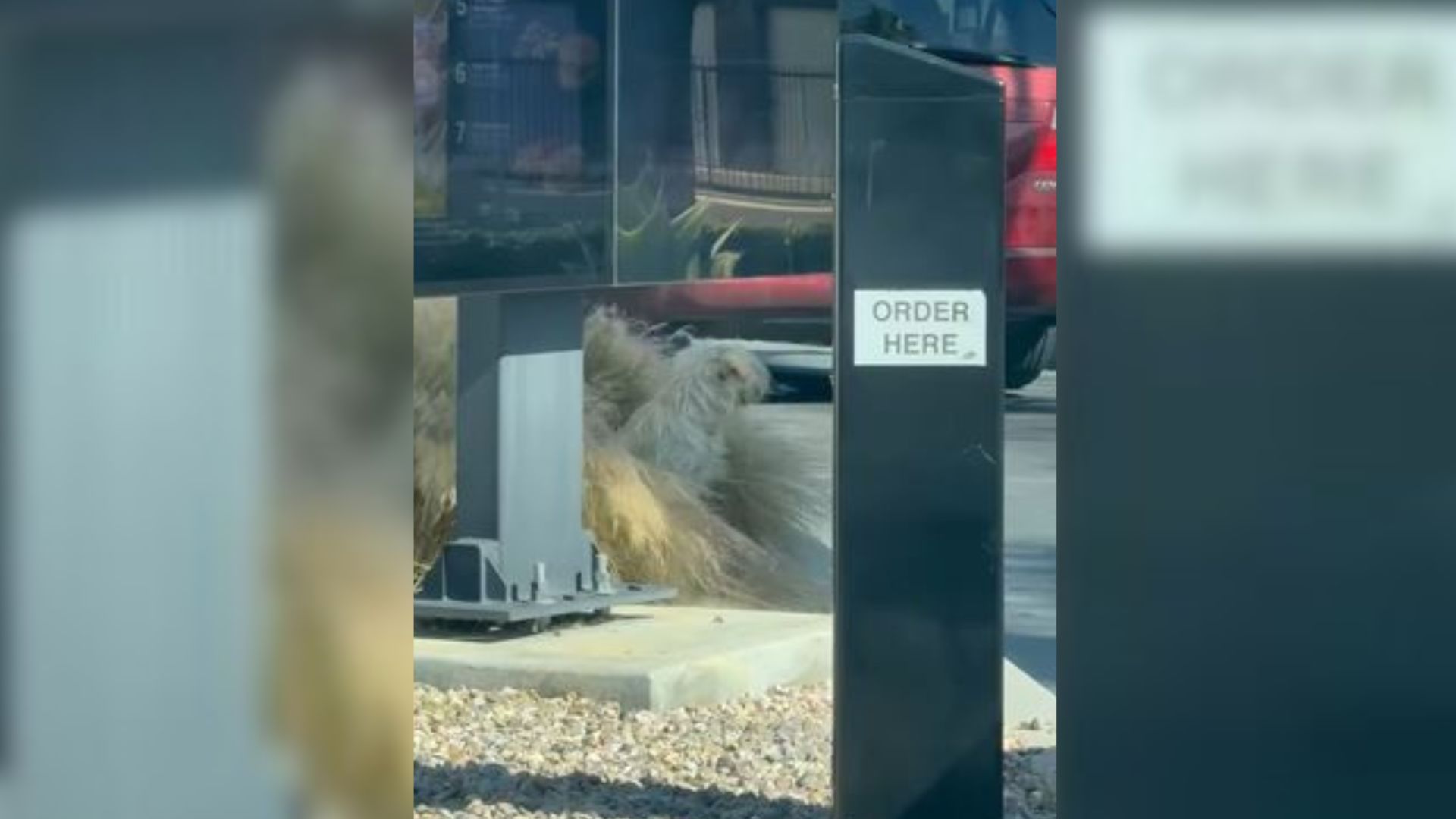 California Driver Quickly Stopped His Car At A McDonald’s When He Saw Furry Animal Begging For Food
