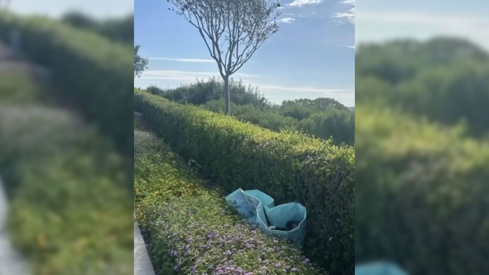 California Man Hears Echoing Sounds In Abandoned Pool By The Road, Then Sees 10 Furry Faces Inside
