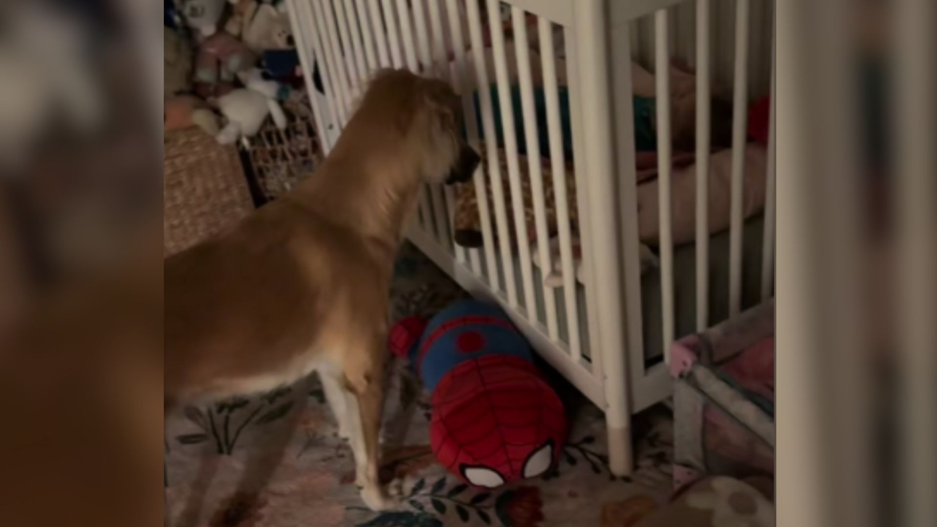 dog watching a baby