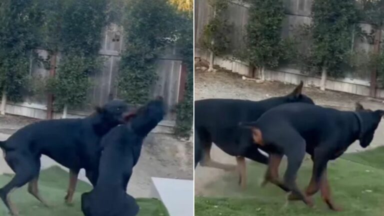 two dogs playing