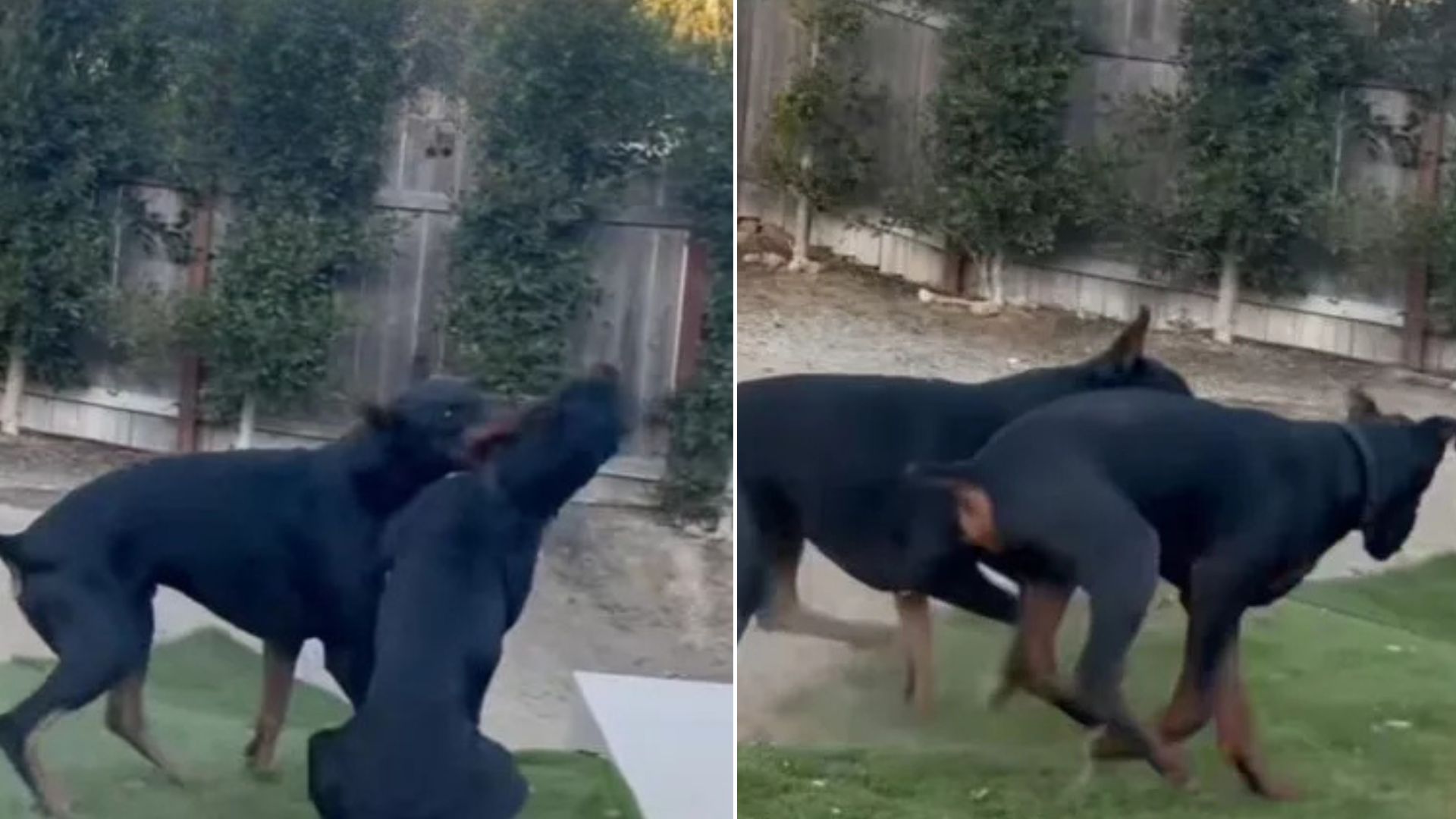 California Owner Was Recording His 2 Dogs Playing When Suddenly Something Hilarious Happened 