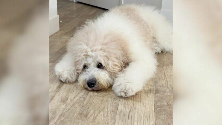 white dog laying down
