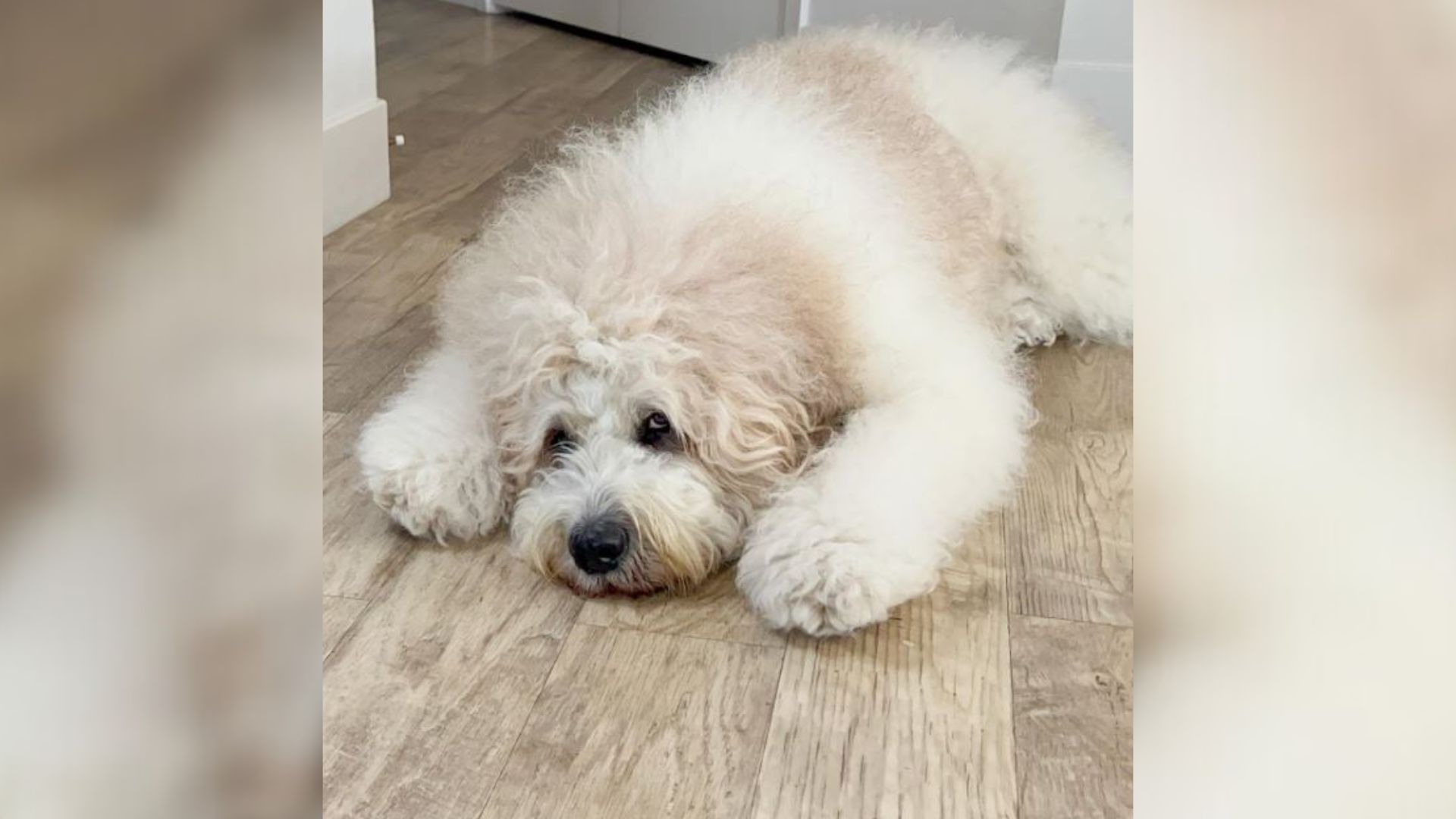 California Owners Showcase Their Giant St. Bernard Poodle Mix, People Think She’s Not Real