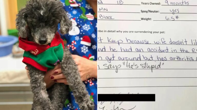 abandoned poodle
