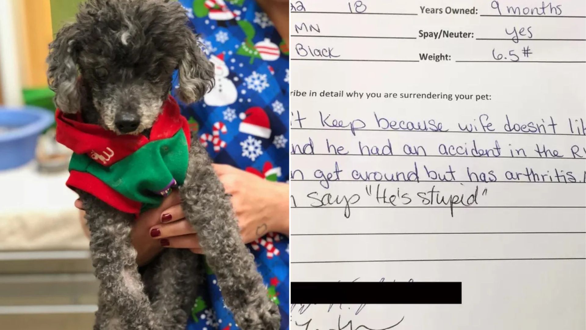 California Poodle Abandoned at 18 Because His Owners Claimed He Was “Stupid”