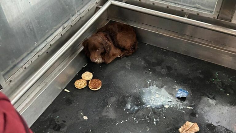 puppy in elevator