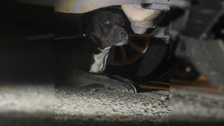 sick dog