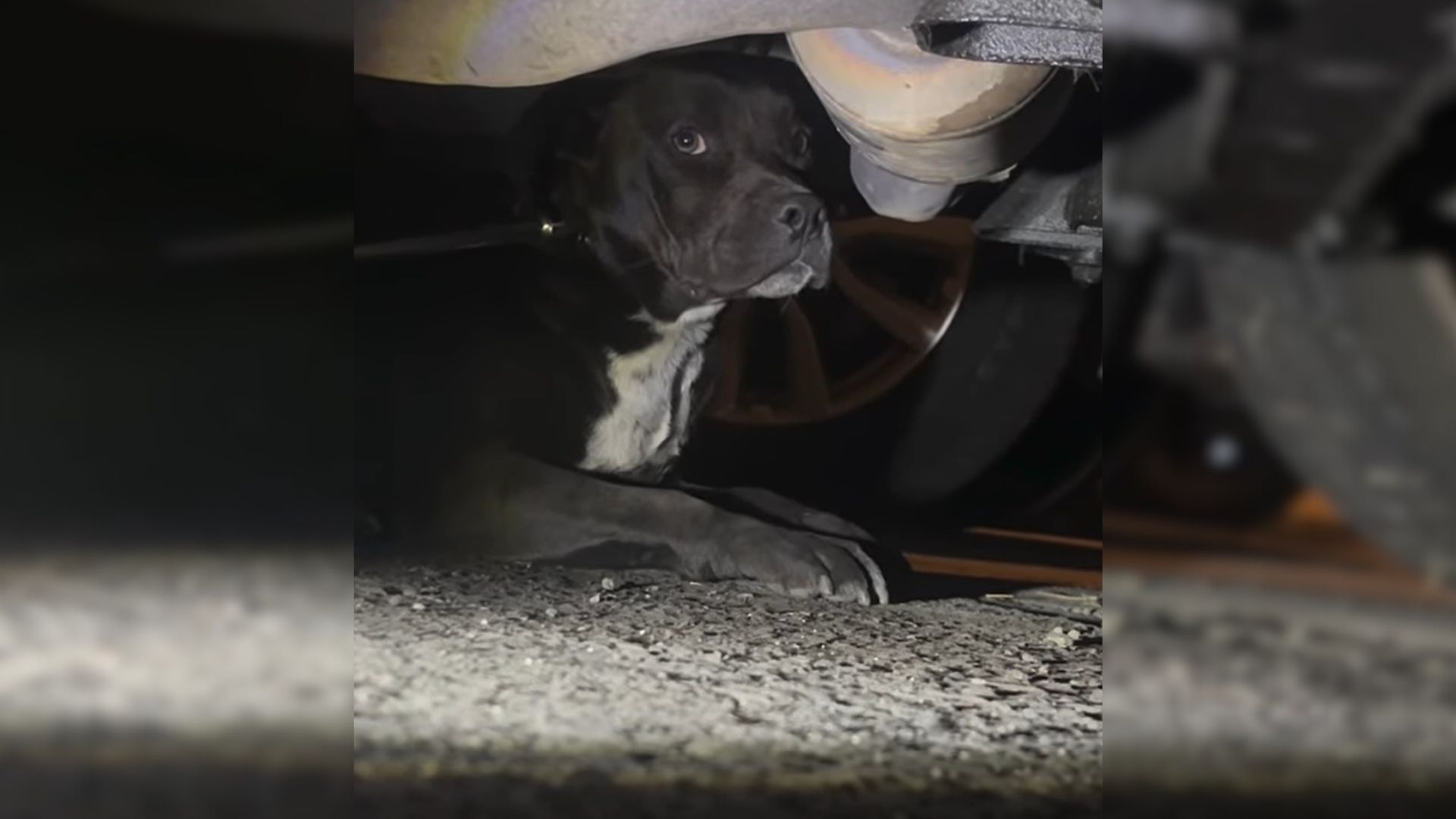sick dog