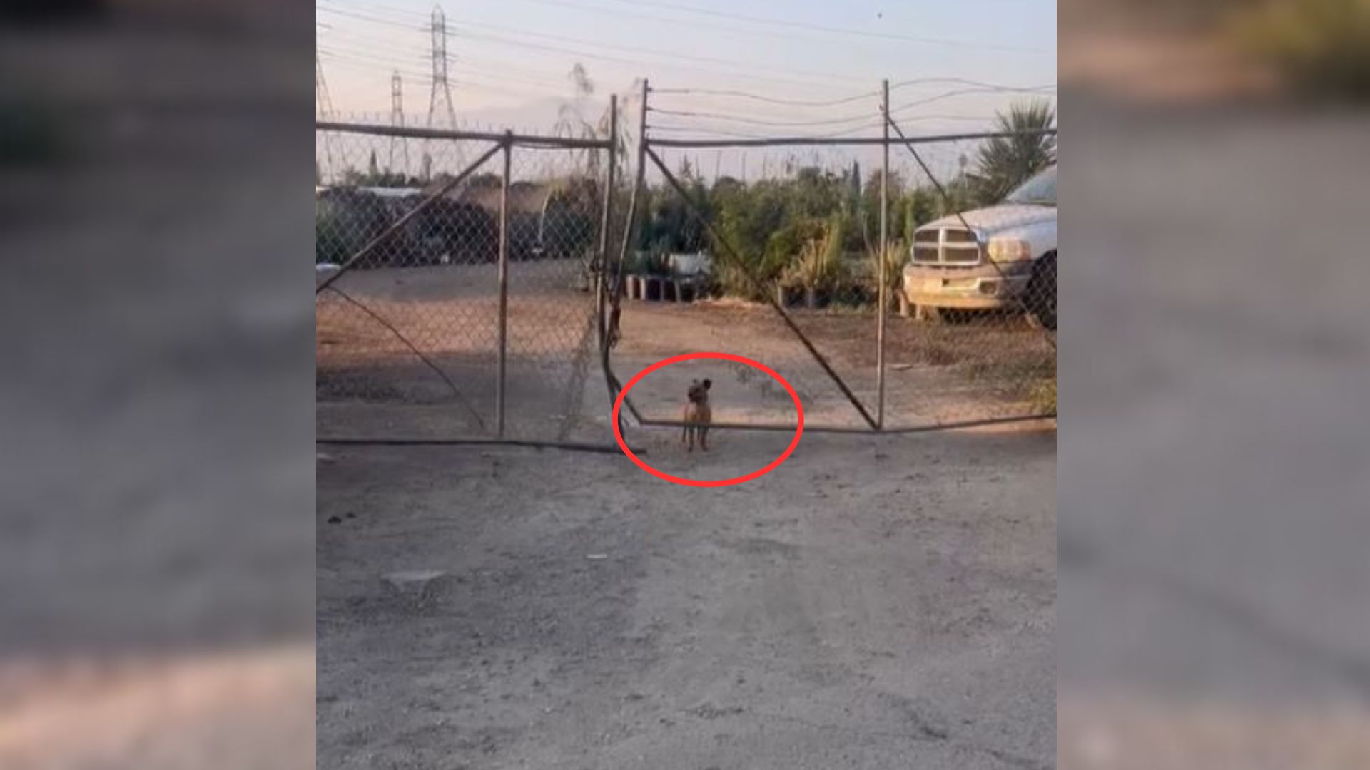 small dog
