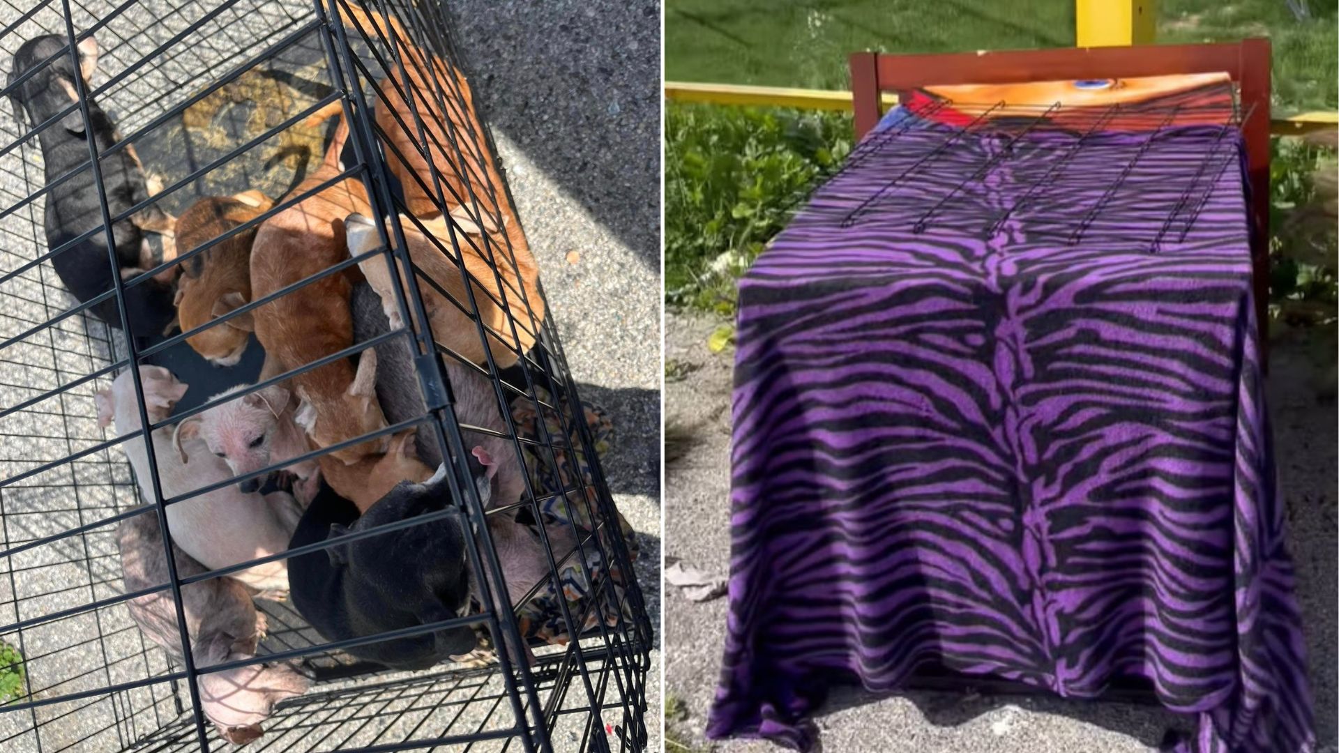 California Rescuers Found Ten Puppies Abandoned Under A Blanket Near A Freeway