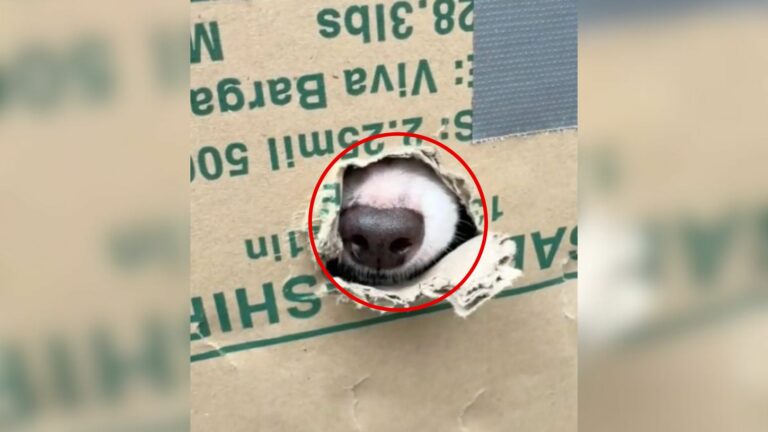 nose poking from a box