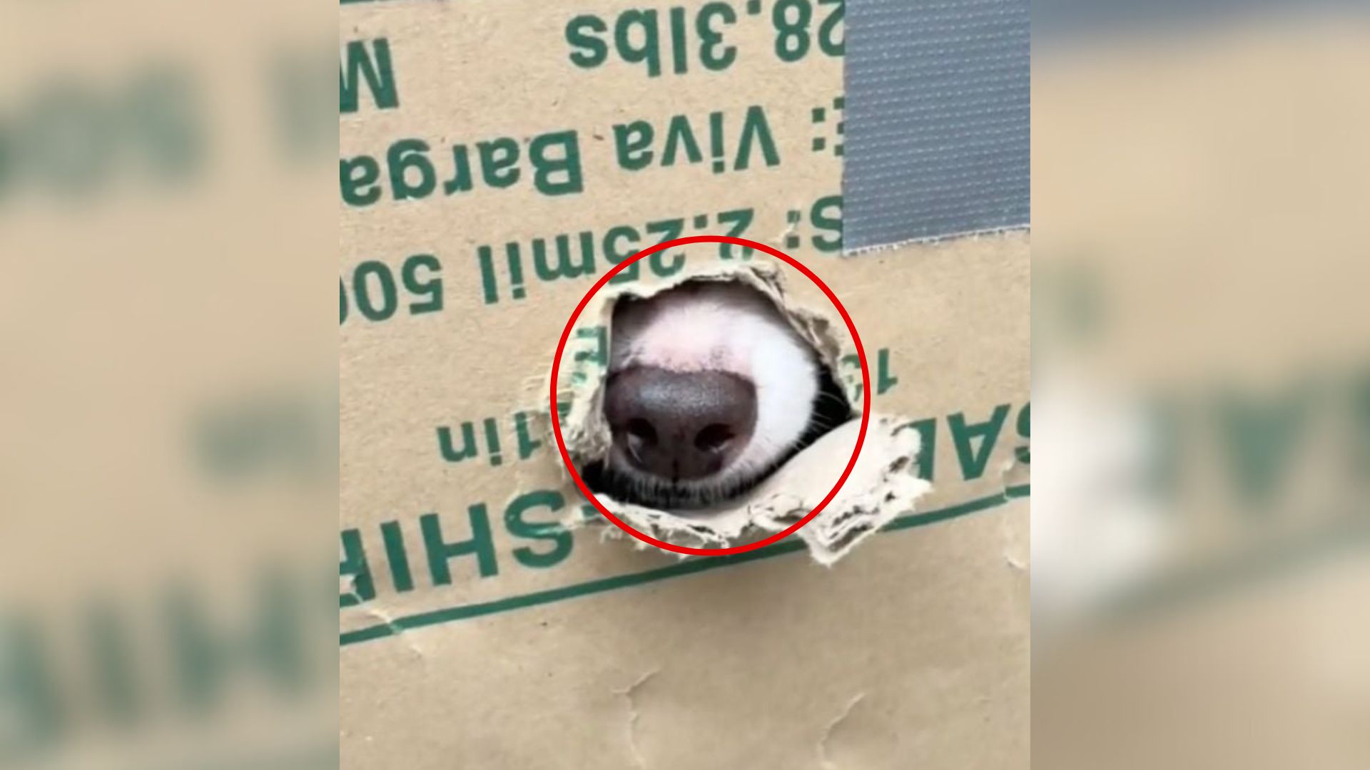 California Rescuers See A Strange Creature In A Cardboard Box, Then Make A Shocking Realization