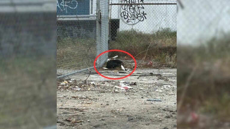 dumped dog