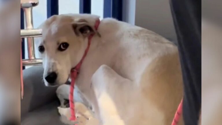 Shelter dog