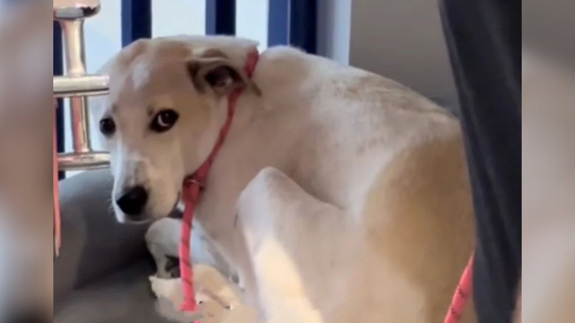 Shelter dog