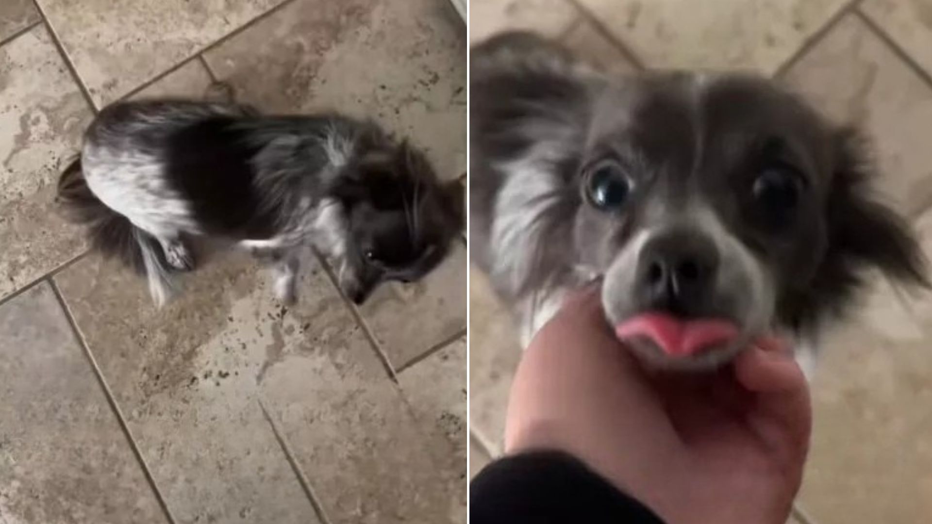 tiny dog