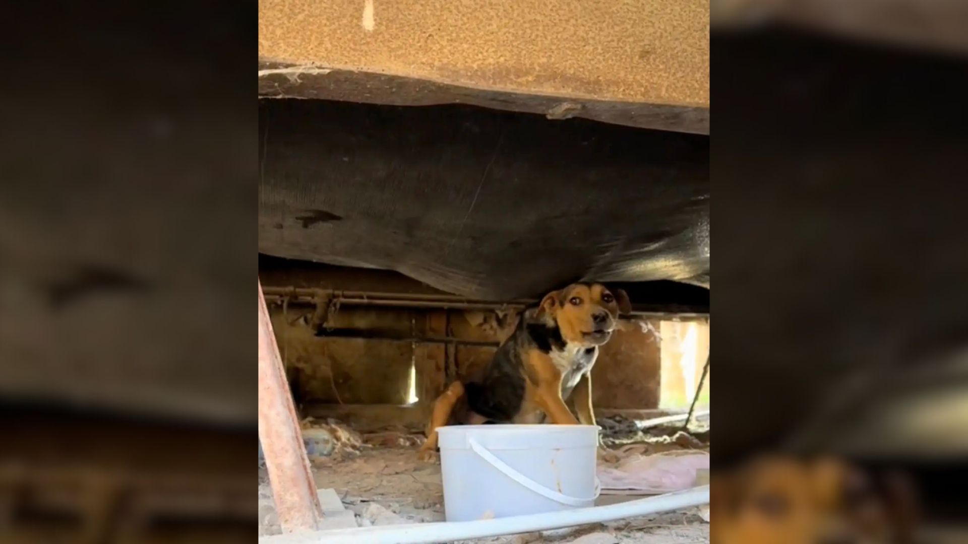 dog under trailer