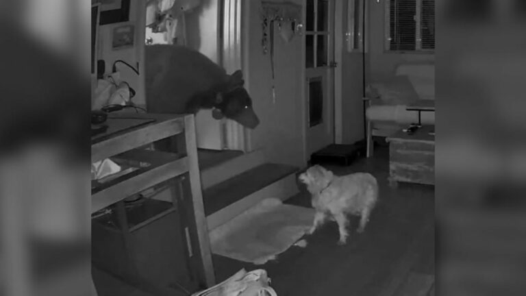 bear in house
