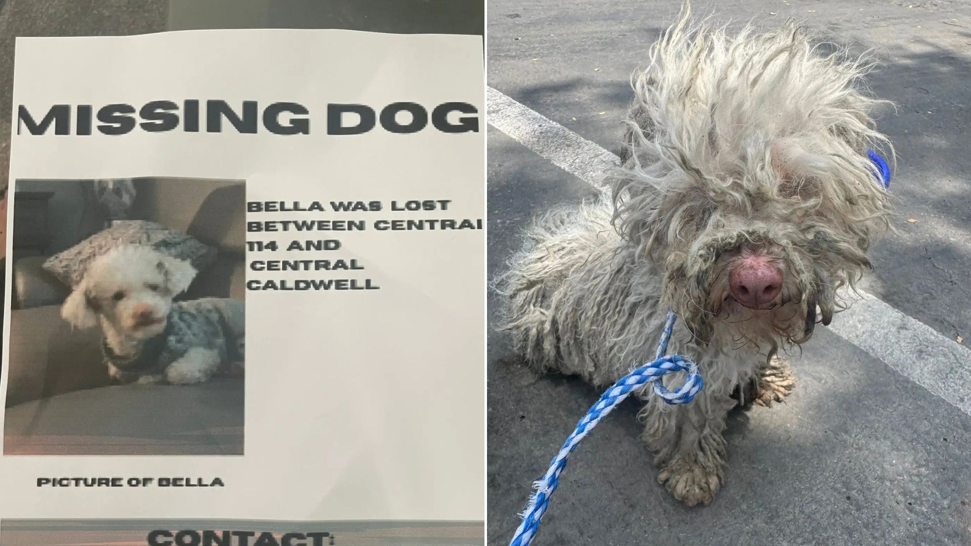 matted dog