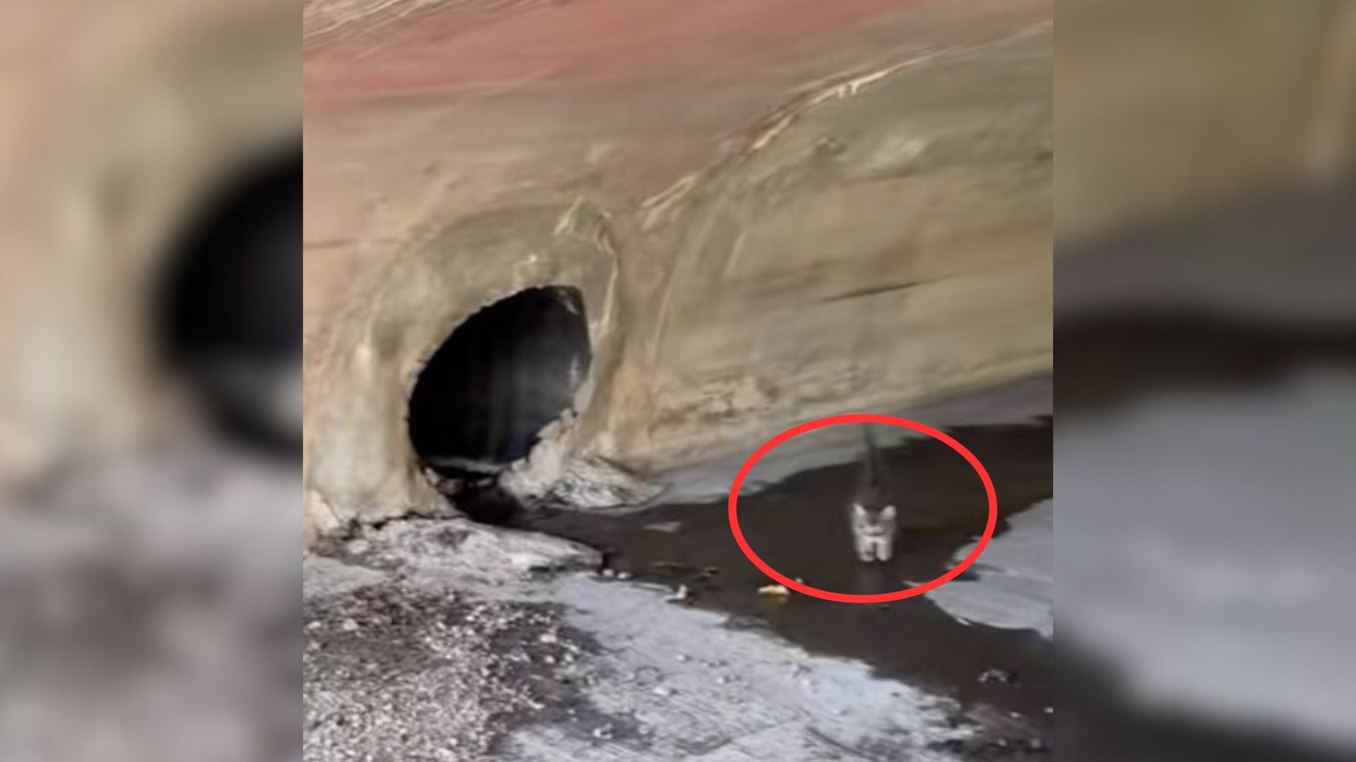 Couple Hears Tiny Cries For Help Under A Nevada Bridge, Who They Find Shocks Them