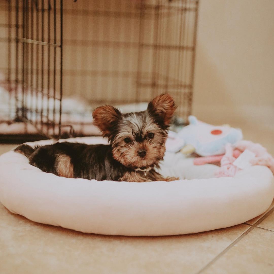 Cute dog