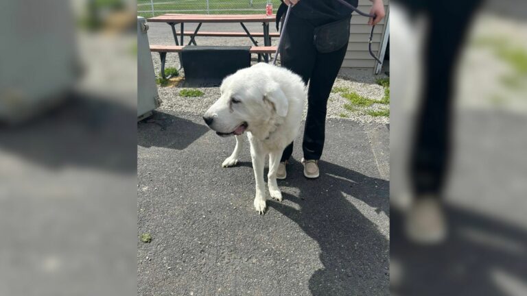 white dog