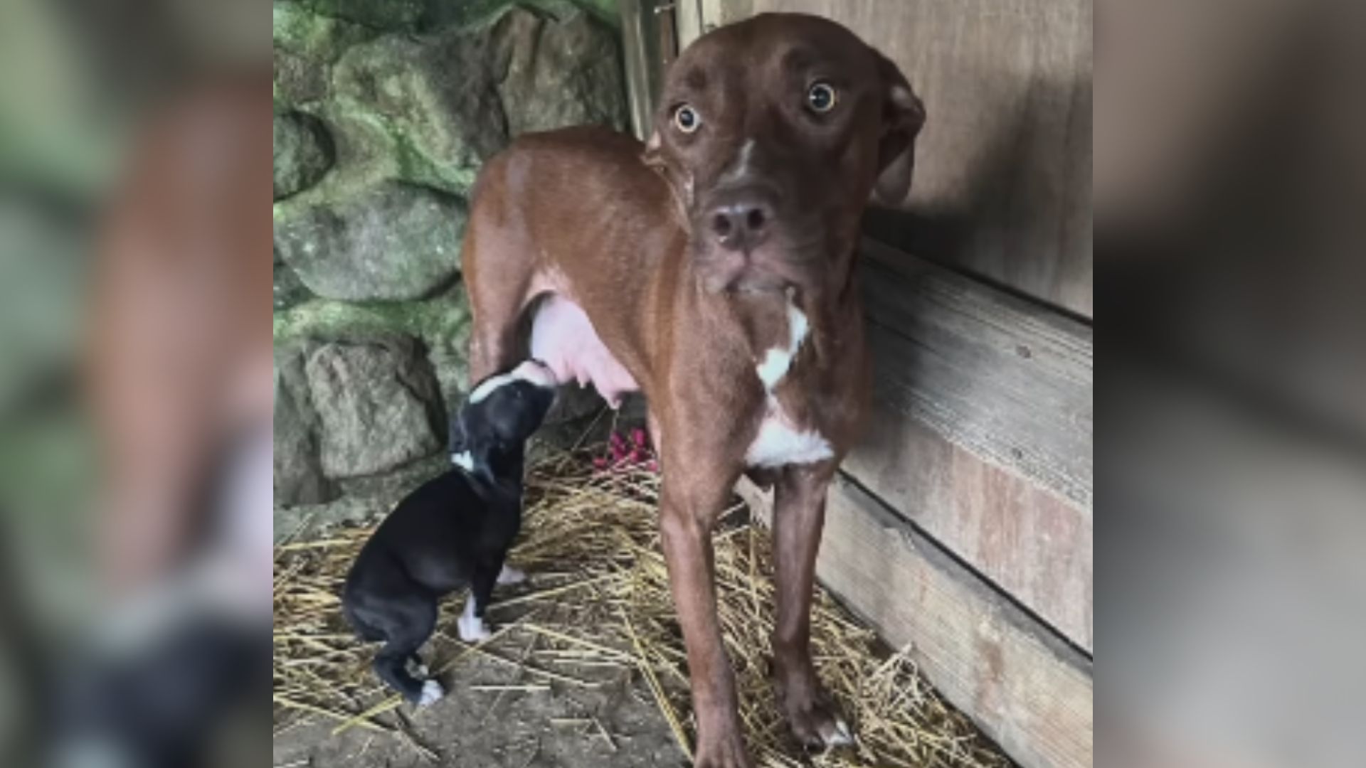 mother dog