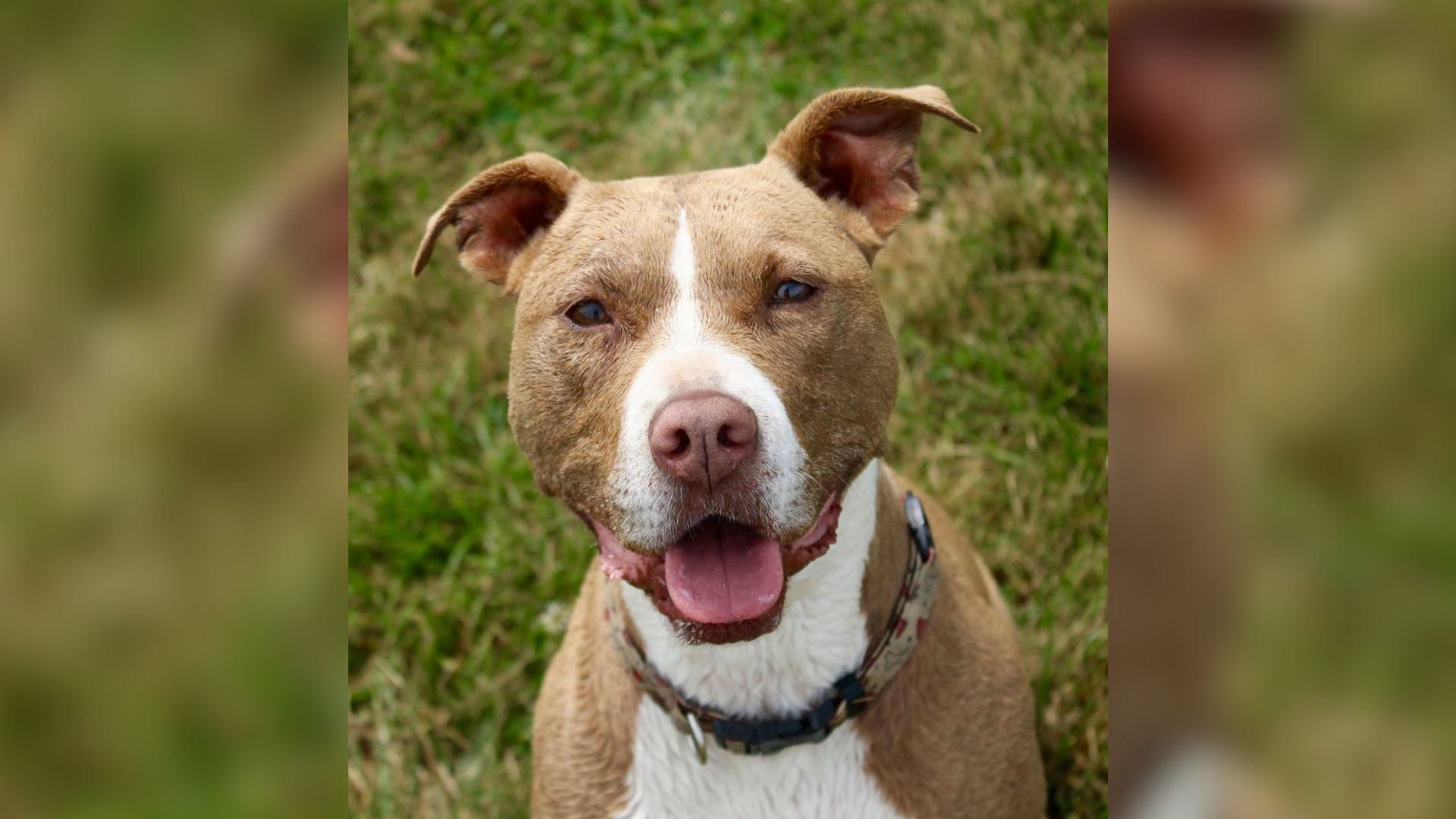 Dog Finds A Home After 8 Years In Michigan Shelter, Five Years Later, She’s Younger Than Ever