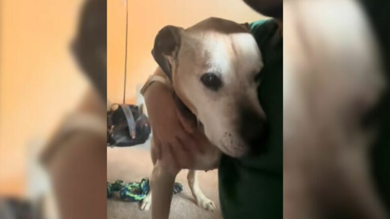 cute dog