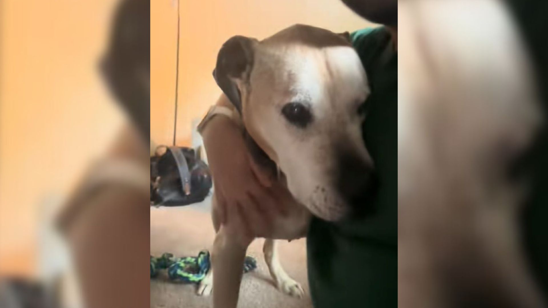 Dog From North Carolina Shocks The Internet With His Incredible Transformation Over The Years