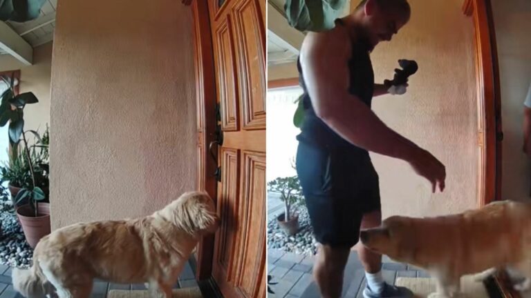 dog and man