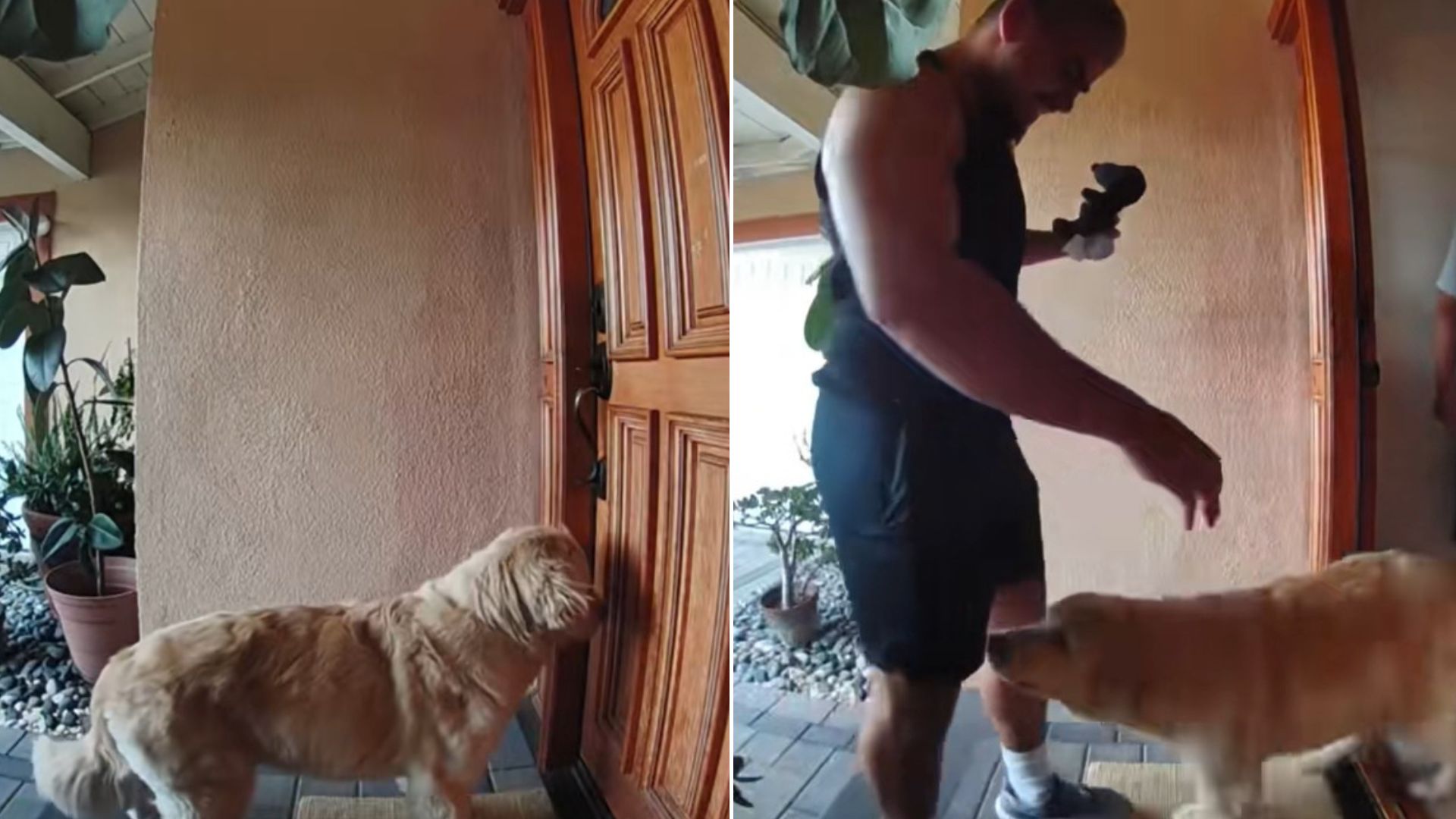 Dog Is Delighted When A Guest Arrives At His Texas Home Only For His Dad To Do Something Hilarious