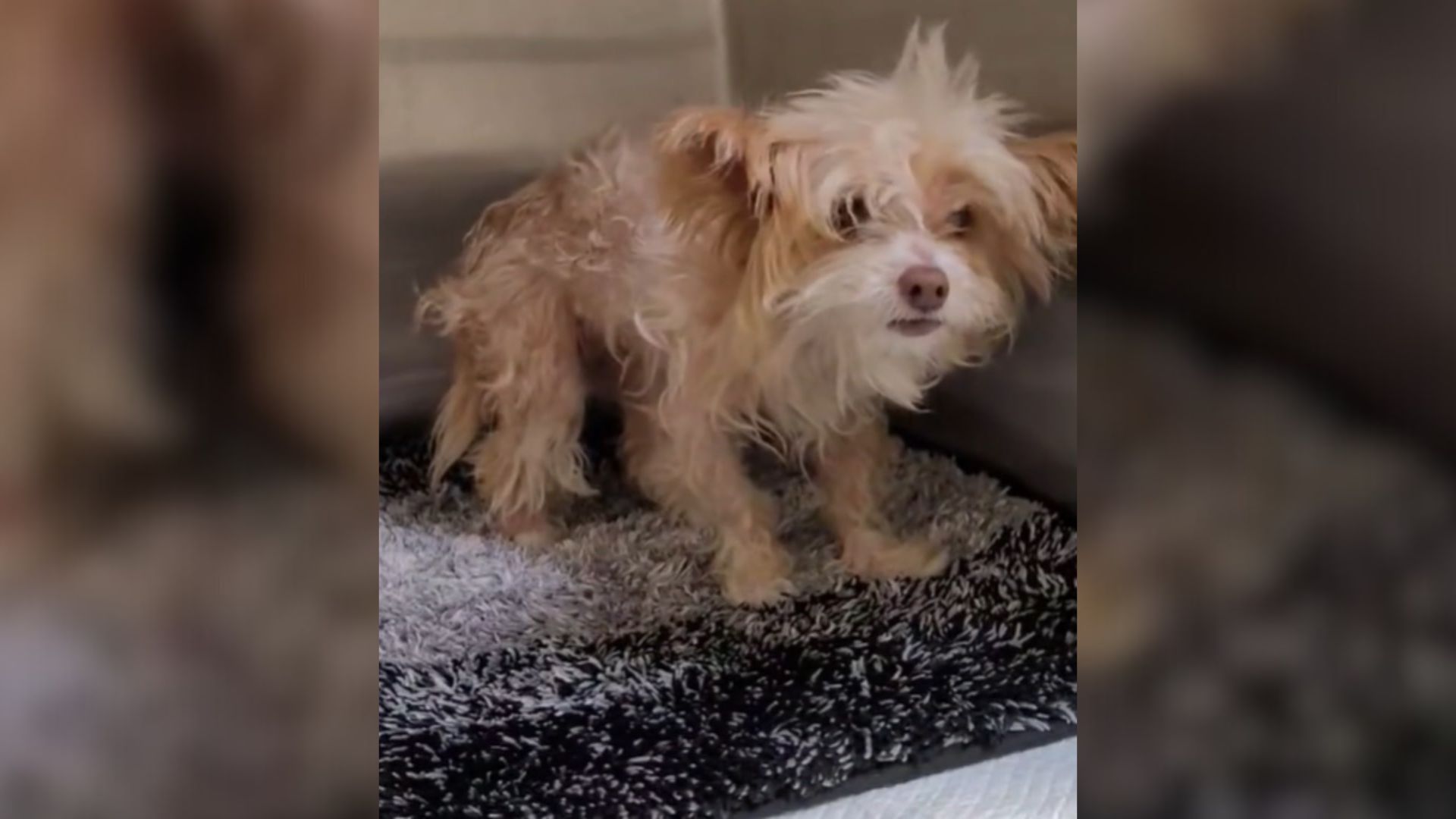 Dog Left At California High-Euthanasia Shelter Couldn’t Move, And The Reason Was Heartbreaking