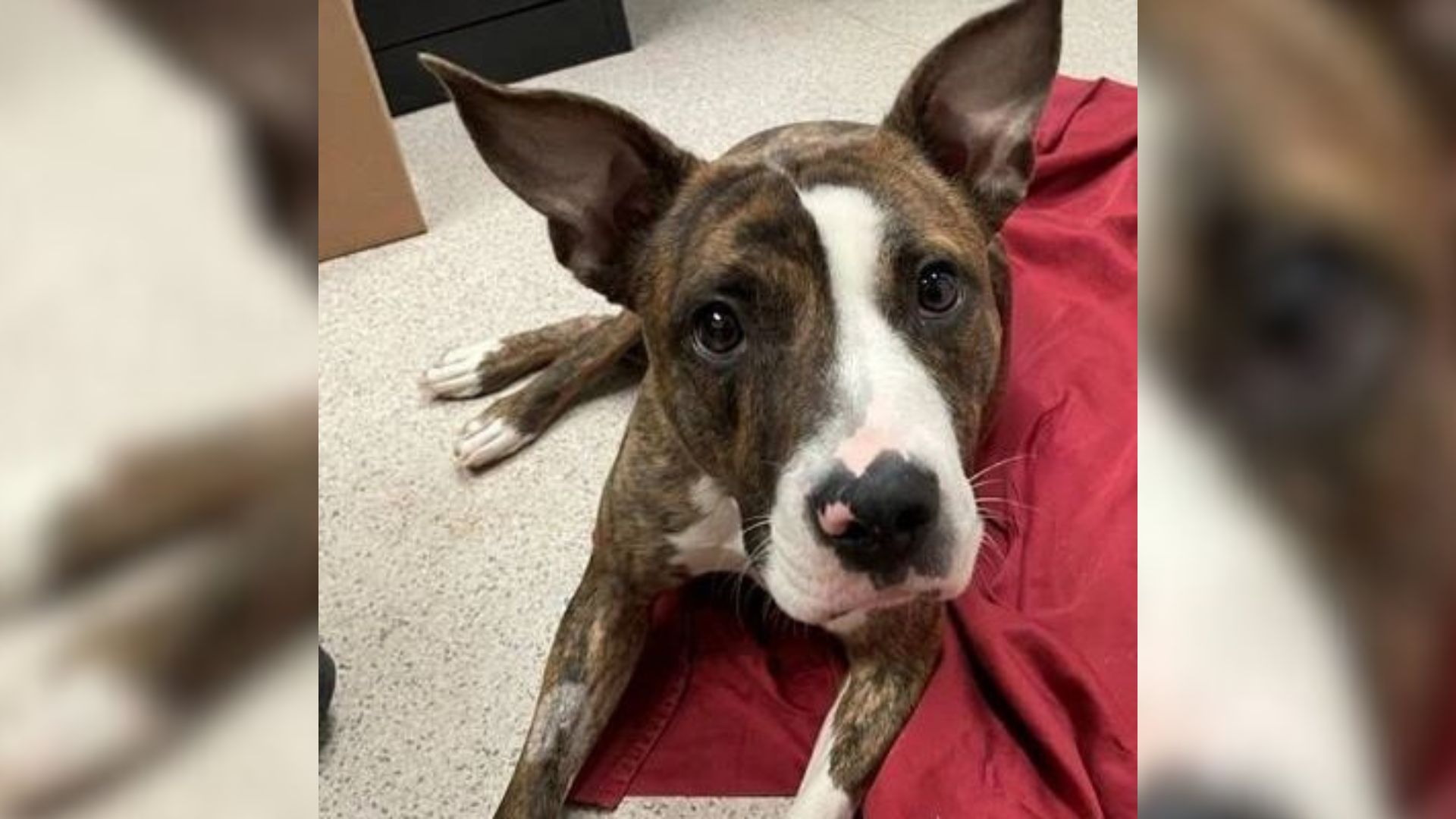dog in shelter
