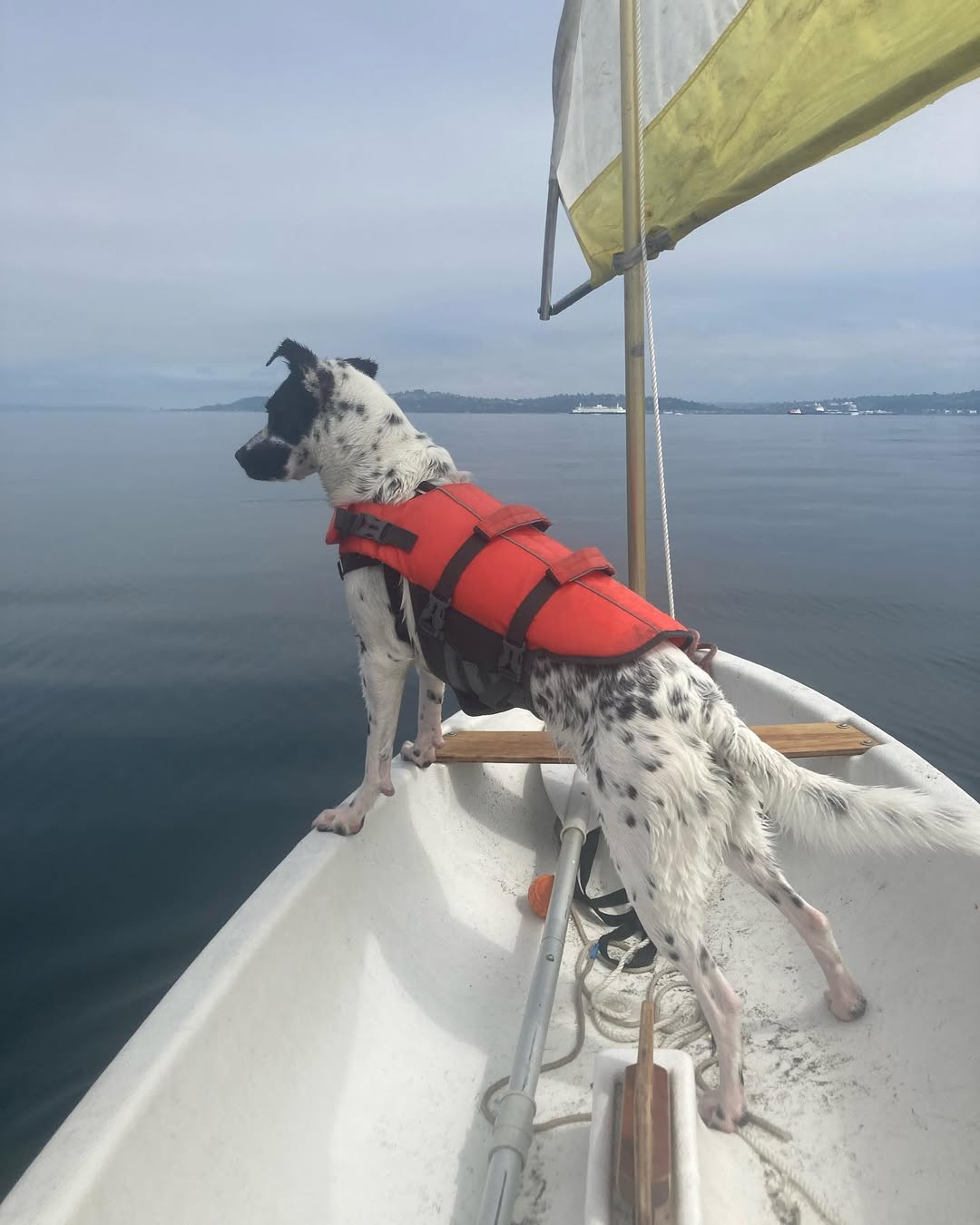 Dog on boat