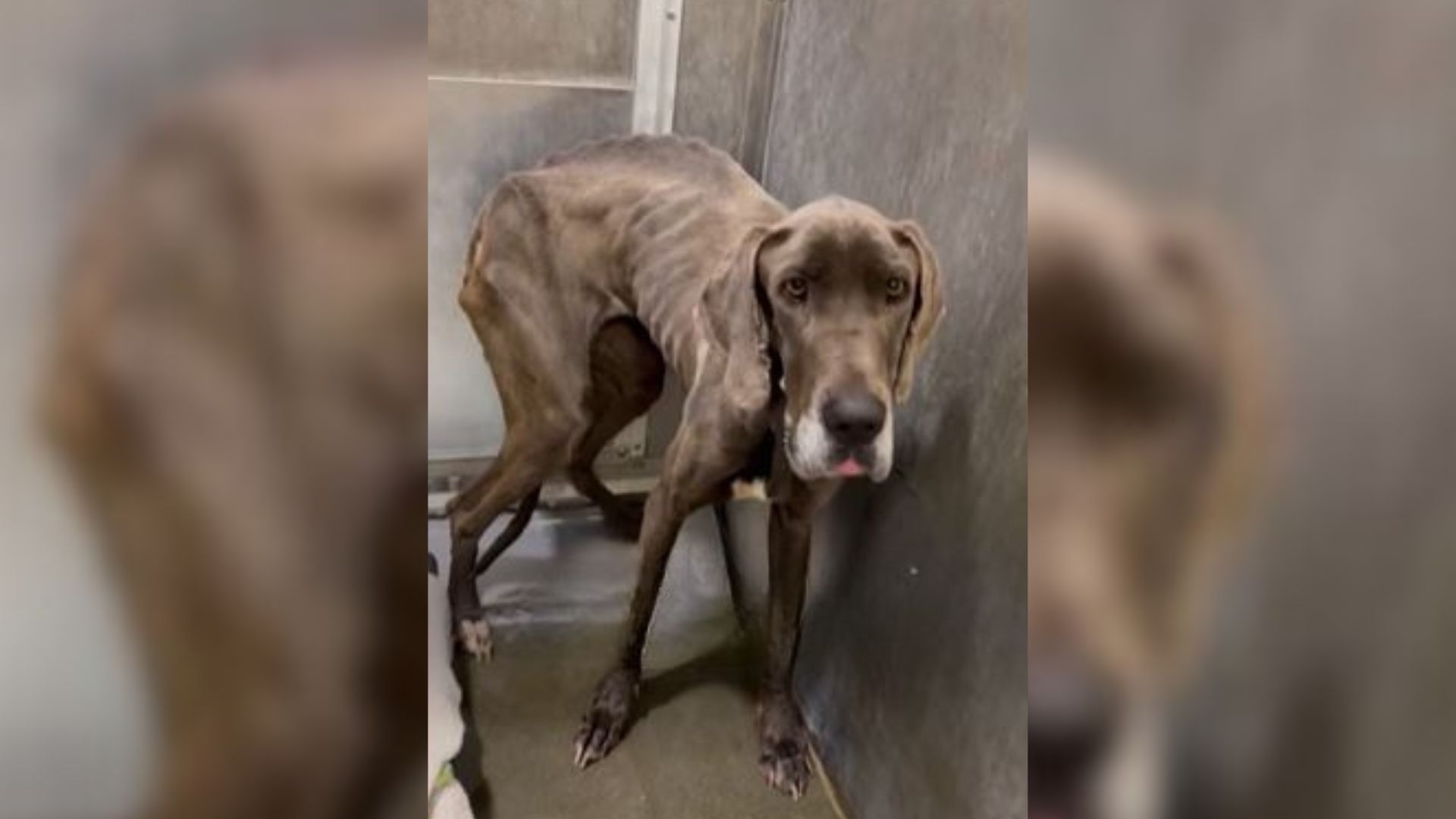 starving dog