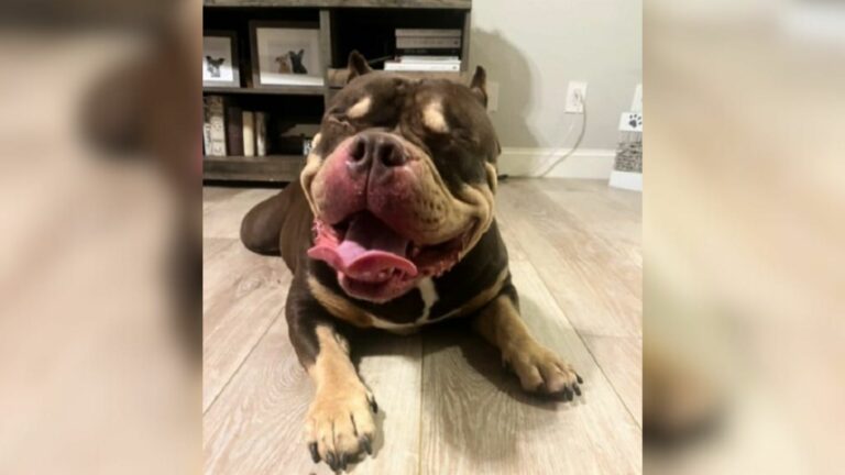 cute dog laying down