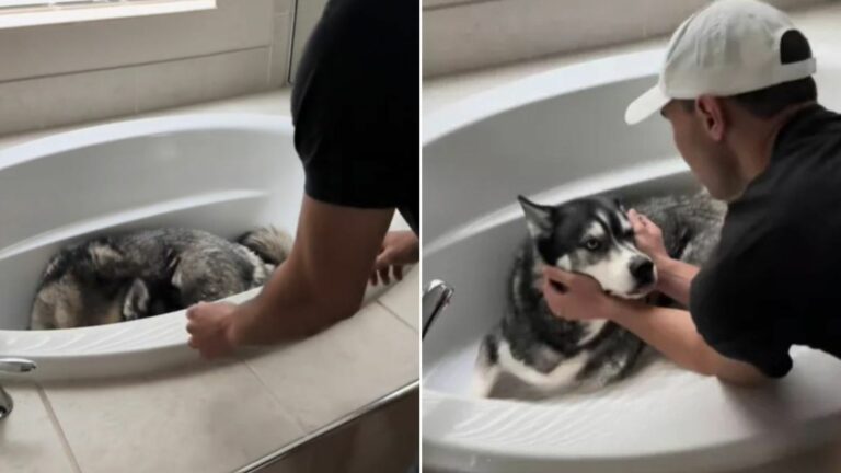 husky and owner