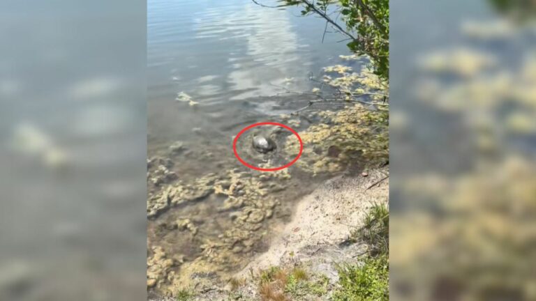 tiny turtle