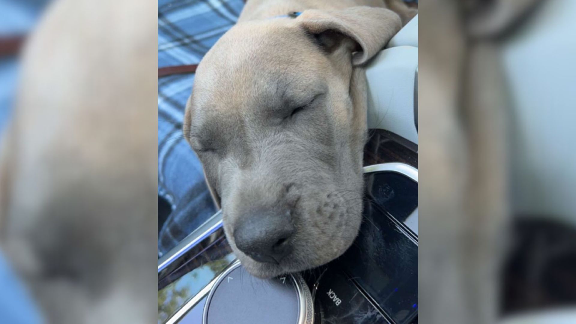 cute puppy