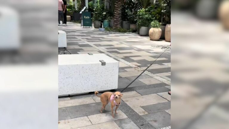 sweet chihuahua