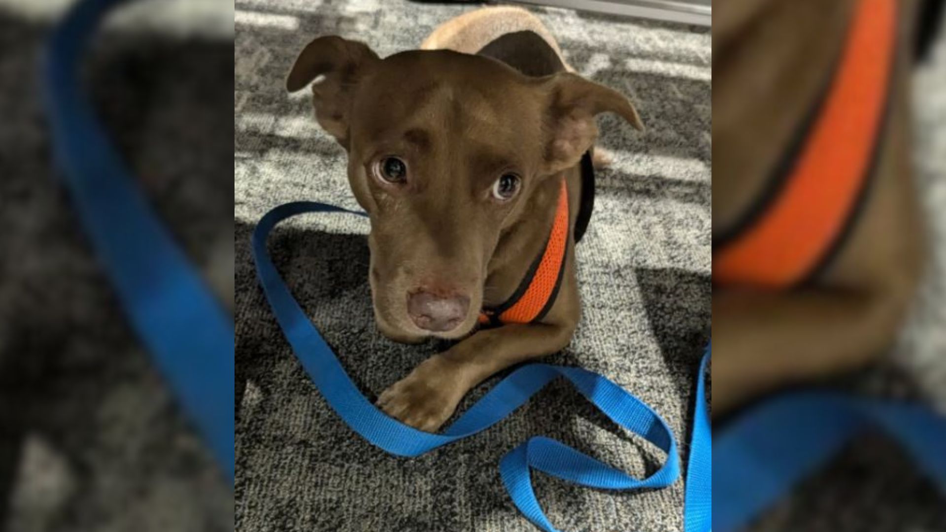 Florida Pup Who Couldn’t Look People In The Eye Now Enjoys Jaw-Dropping Bike Rides In A Backpack