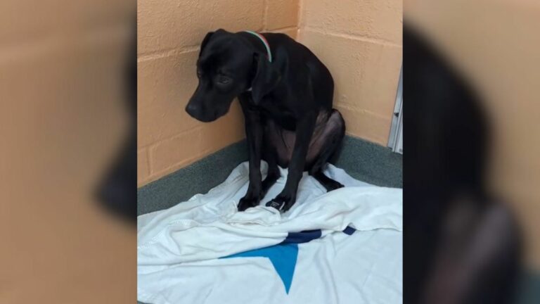 black shelter dog