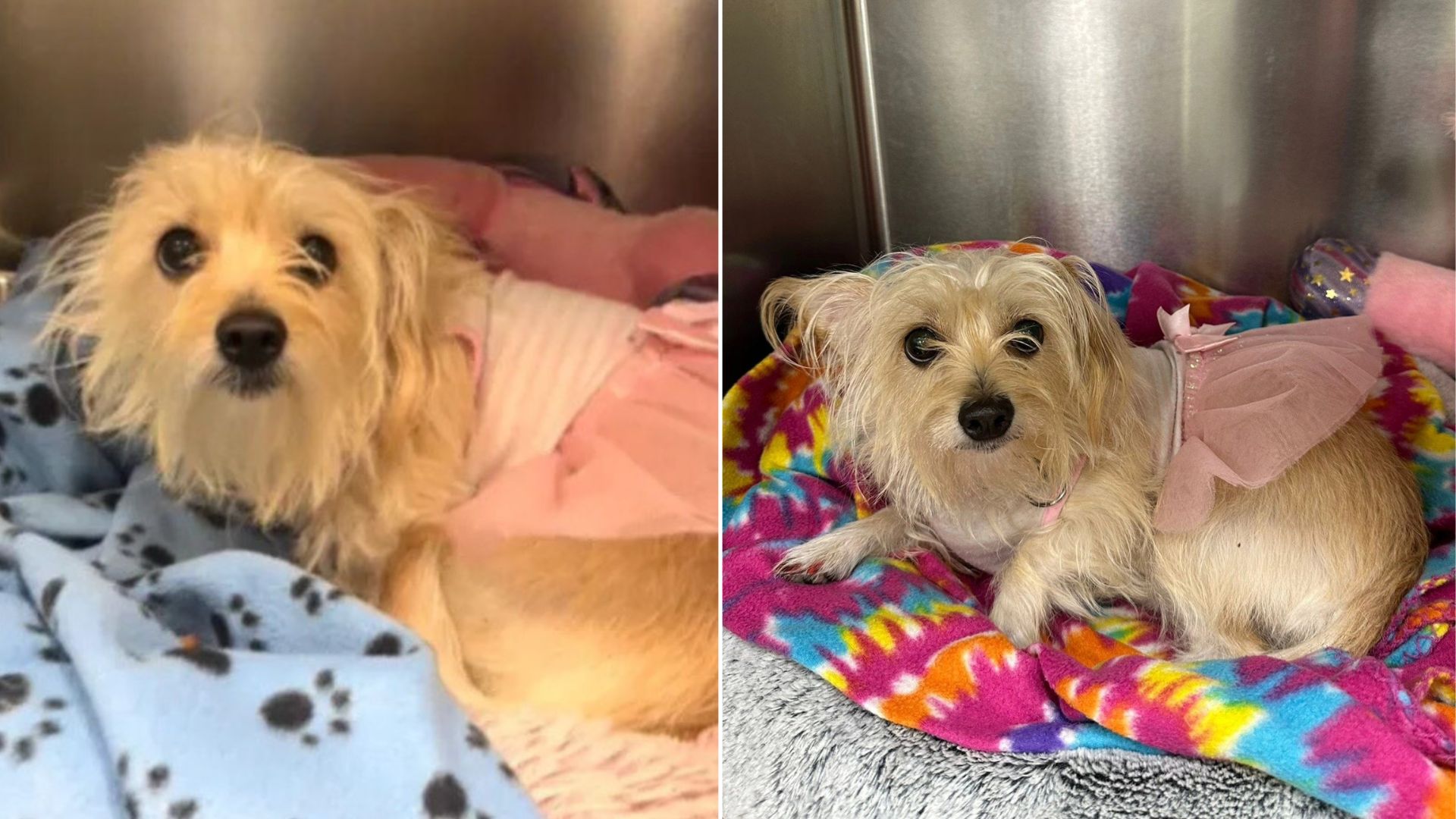 Florida Shelter Staff Devastated After Dog In Pink Tutu Is Heartlessly Surrendered
