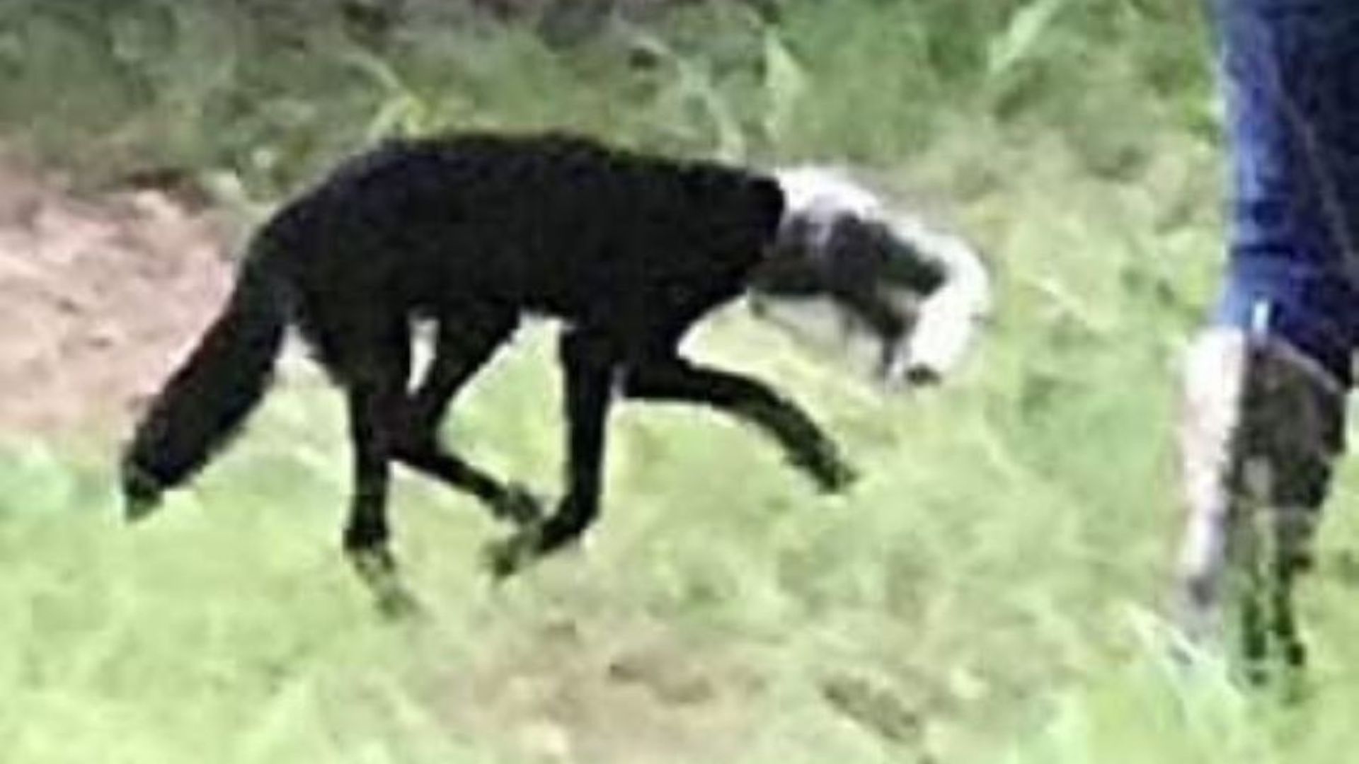 animal with a jar on head