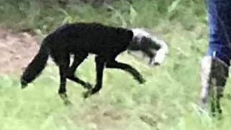 animal with a jar on head
