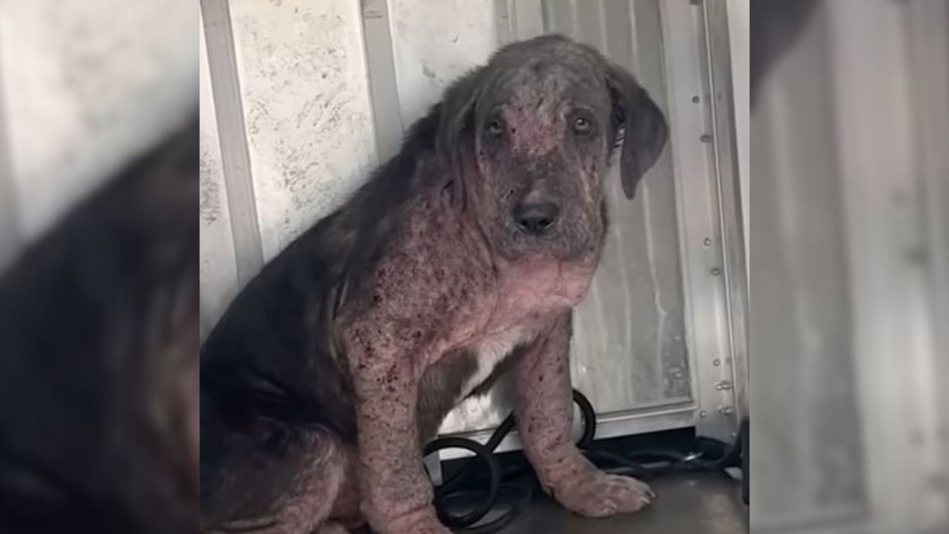 Frightened And Defeated Puppy From Virginia Who Was Covered In Mange Makes An Amazing Transformation